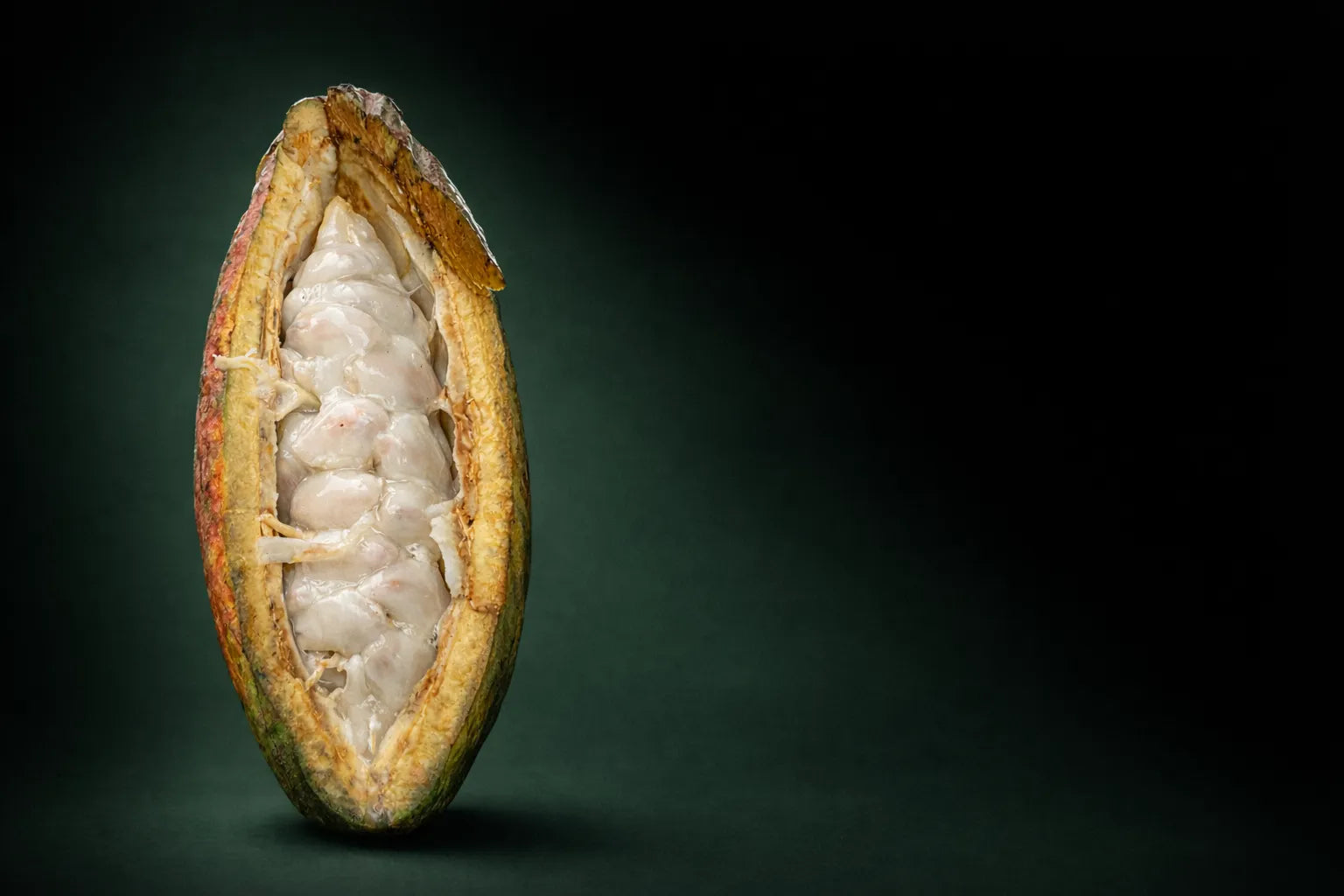 Mazorca de cacao · Colombia · agricultura regenerativa